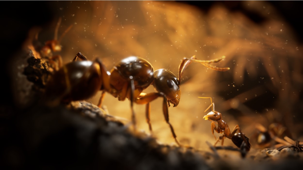 EMPIRE OF THE ANTS | (SERIES X ONLY)